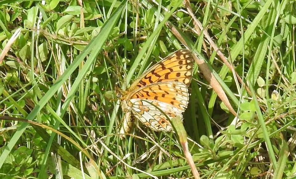 Boloria selene